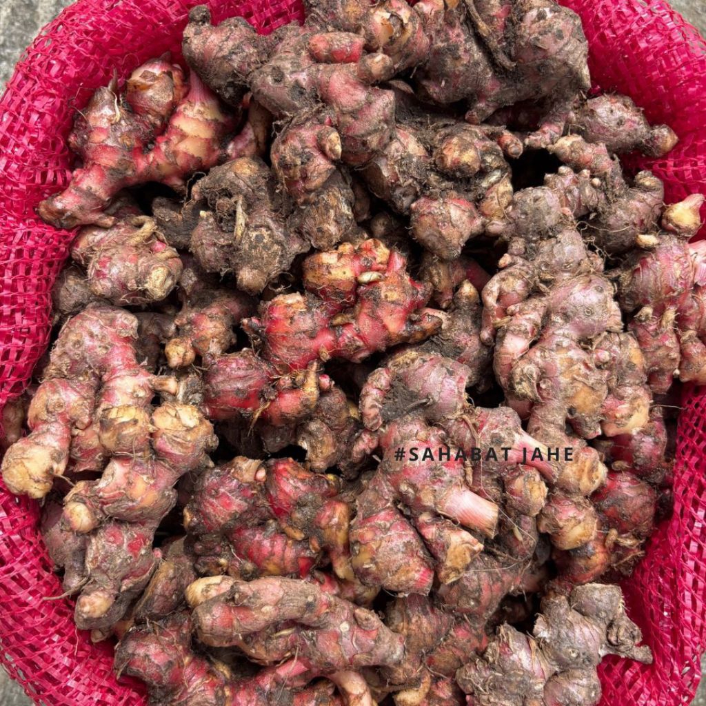Jahe Merah Medan Jahe Merah Segar Jahe Merah 1 kg Rempah Herbal Wedang Jahe Segar