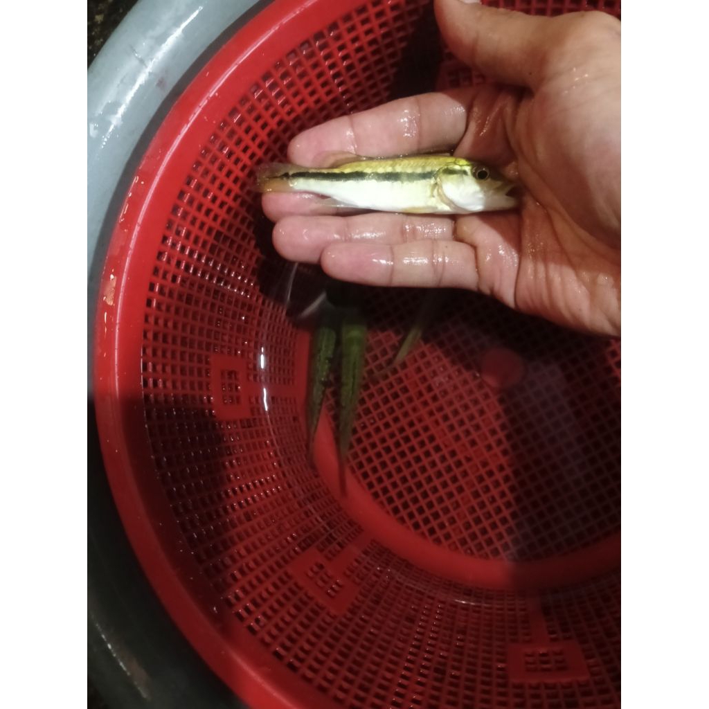 kebutuhan hiasan pbass pbas fogo pure