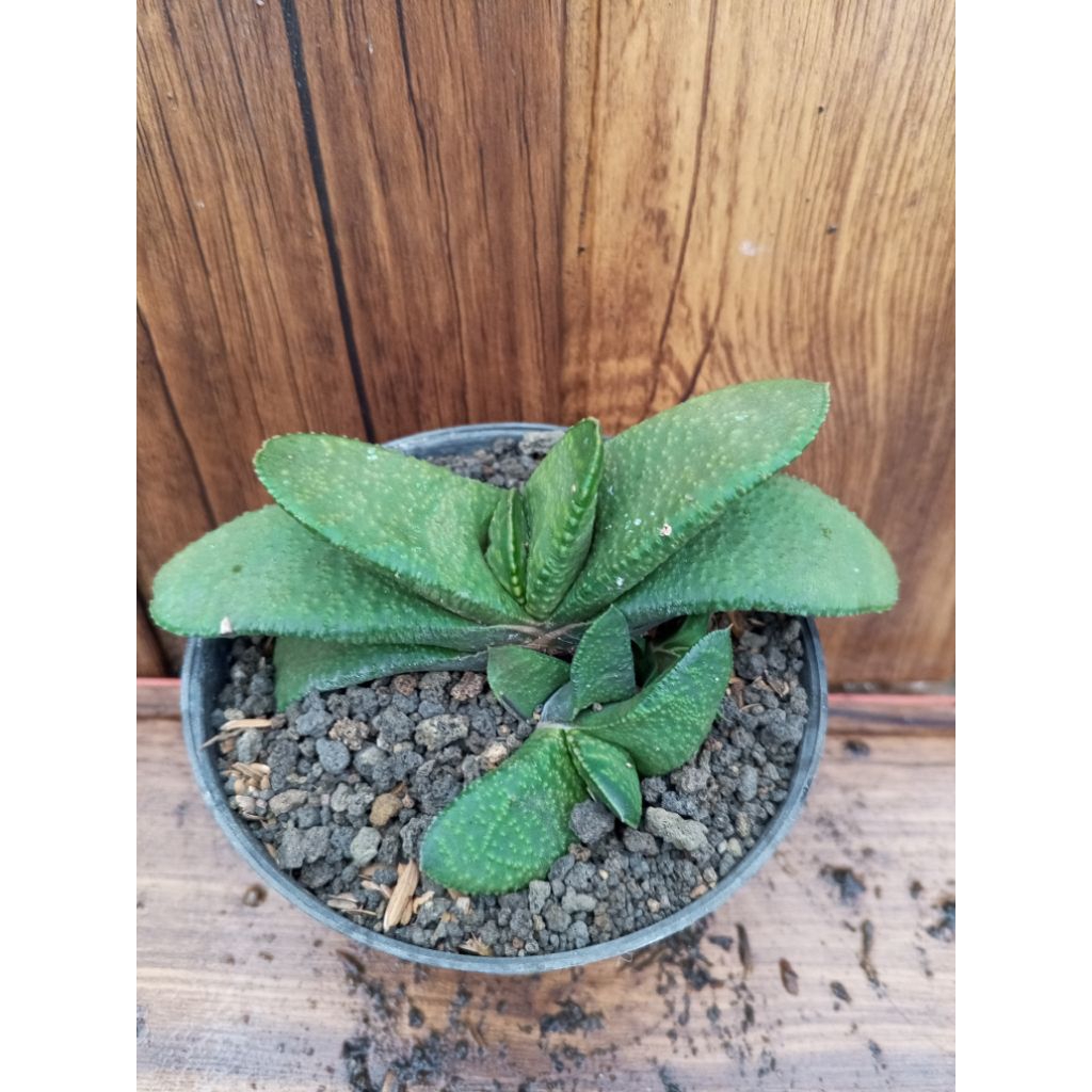 Gasteria armstrongii.