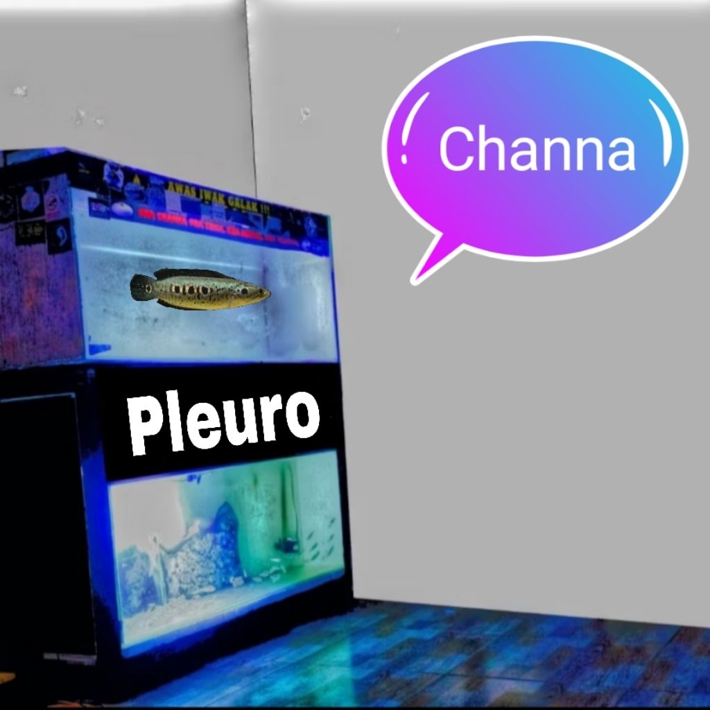 kerandang / ca na pleuro