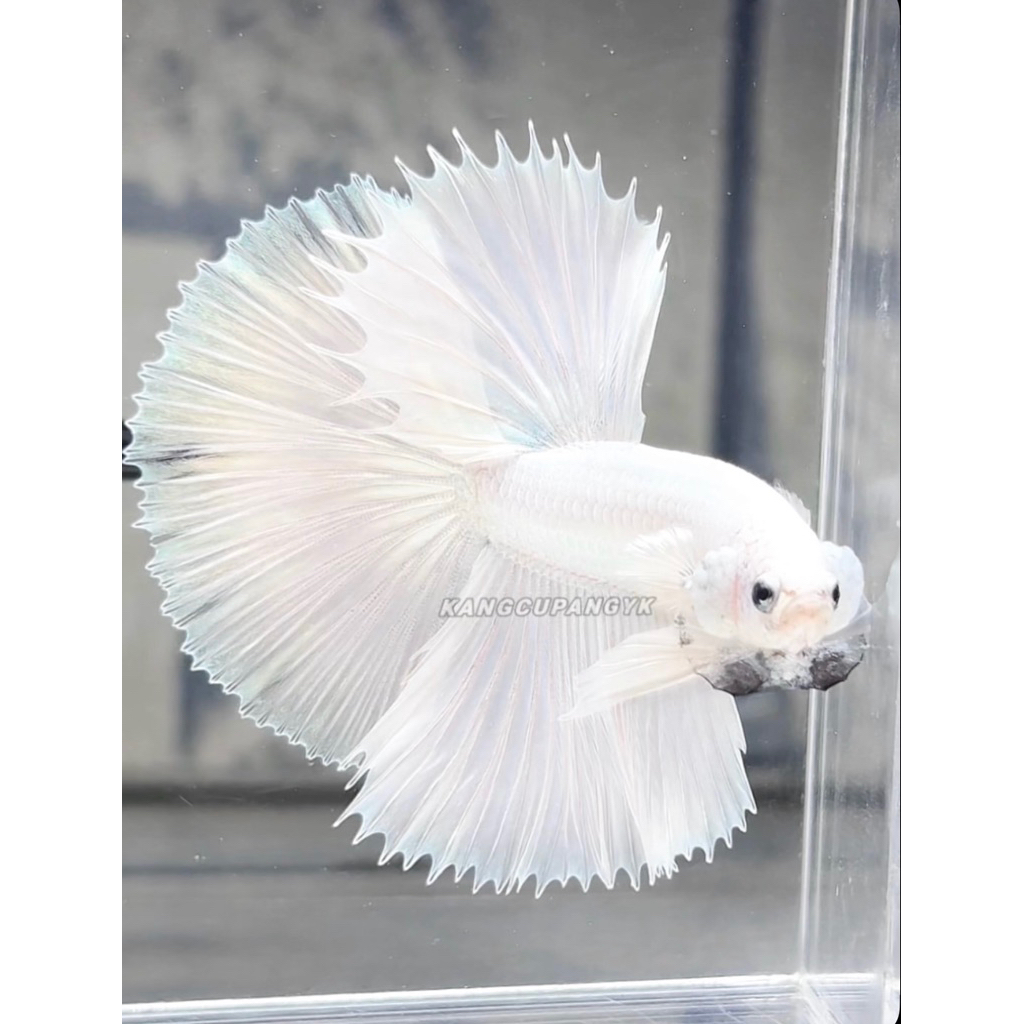 Cupang HALFMOON WHITE PLATINUM + bonus pakan