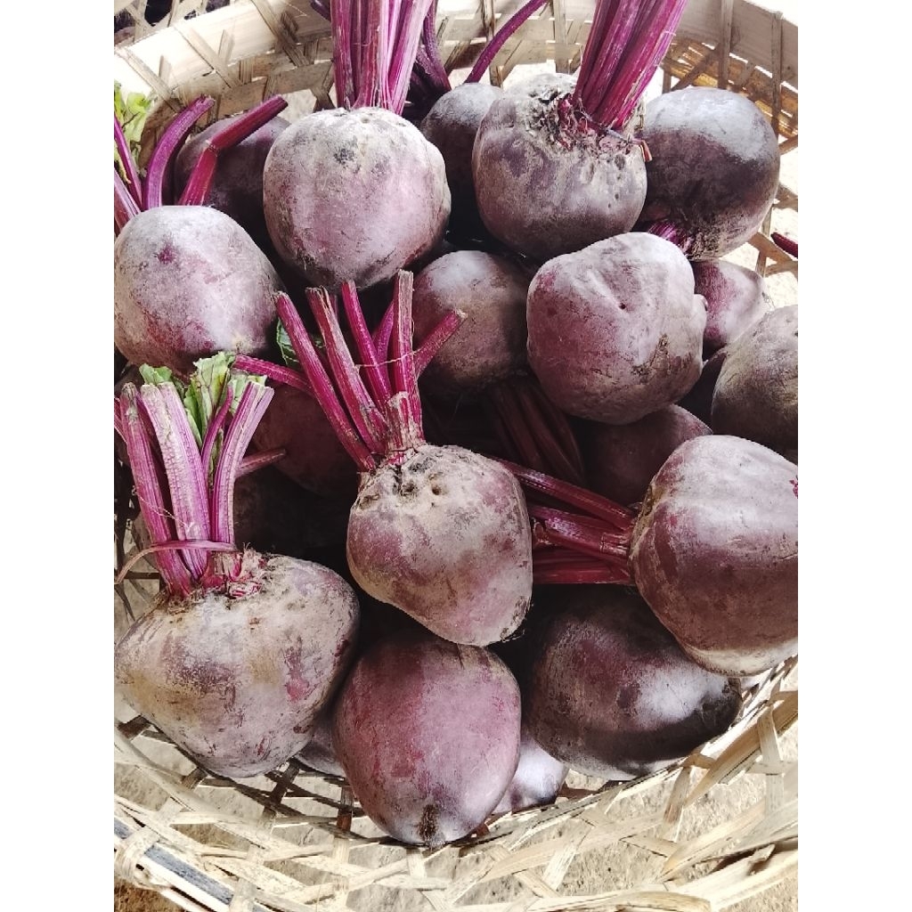 buah bit 1kg