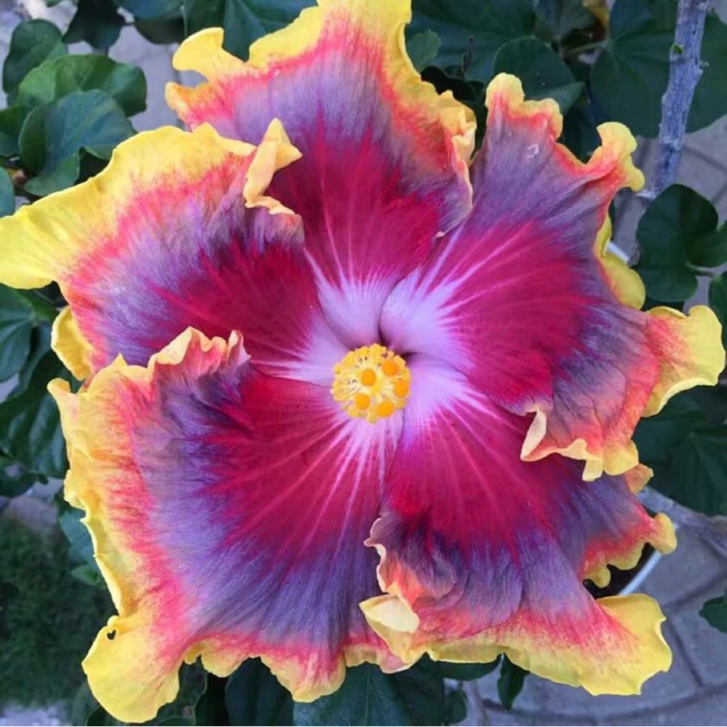 PROMO Tanaman Hias Hibiscus Bunga Sepatu Bangkok Import
