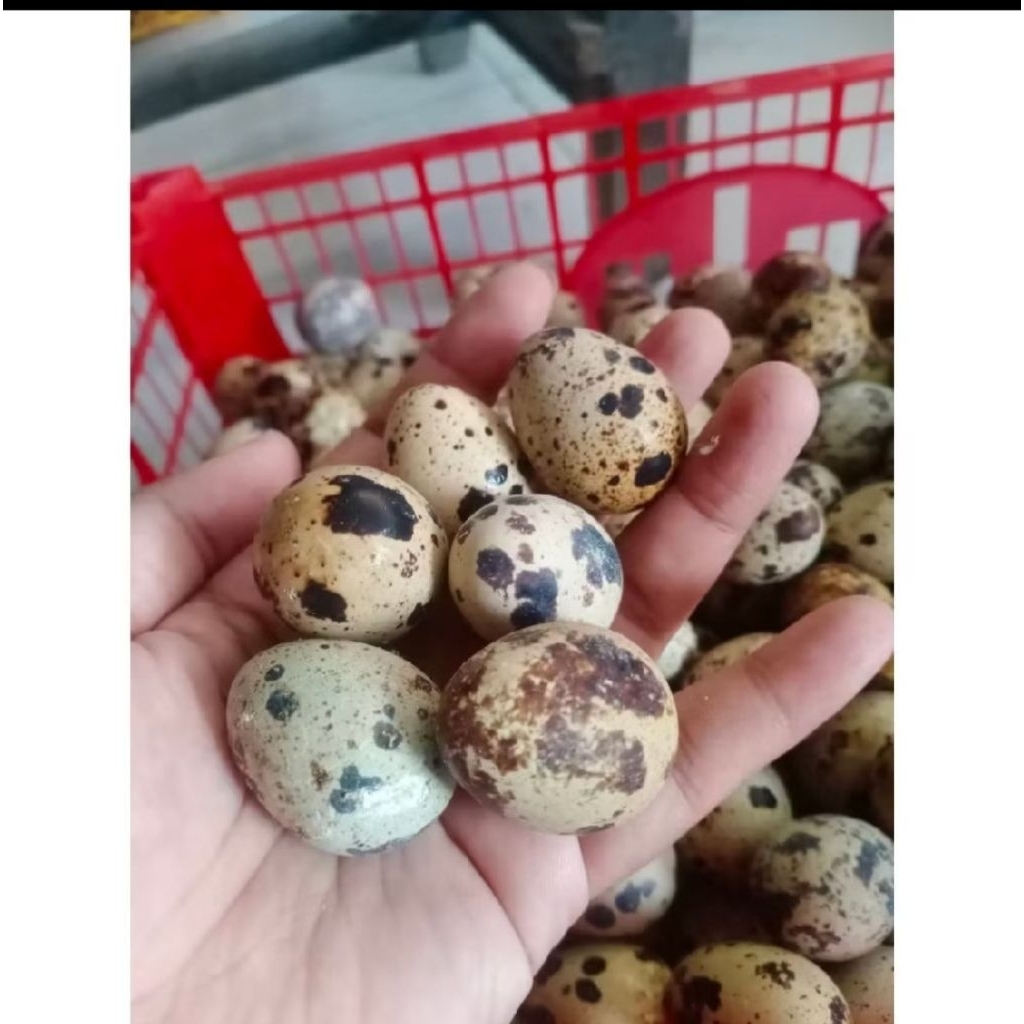 telur puyuh 1kg