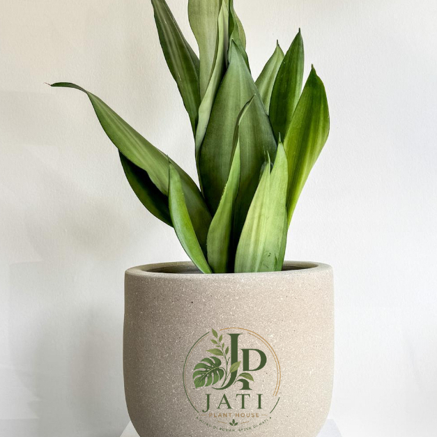 Sansevieria Moonshine (Lidah Mertua Moonshine)