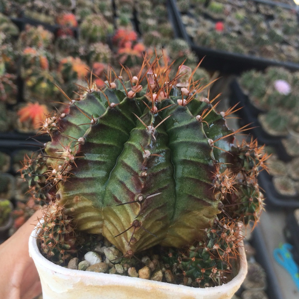 rj11 Gymnocalycium LB miha Hybrid kaktus gymno var pink orange miha 2178 ribs lb2178 tanaman hias hi