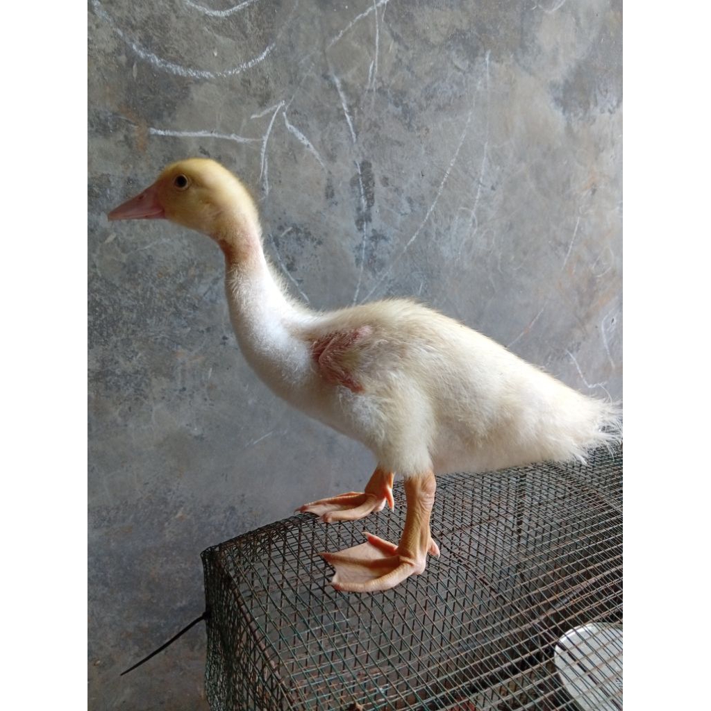 anakan entok jumbo tronton