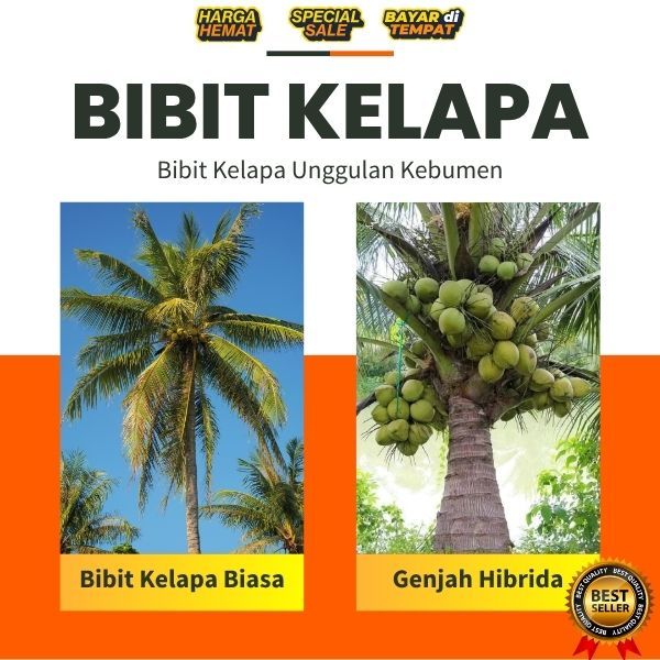 TERBAIK  Pohon Kelapa Pendek Terdekat, Pohon Kelapa Pendek Thailand, Pohon Kelapa Pendek Unggul