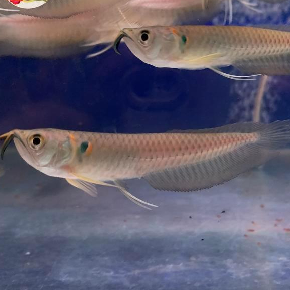 Ready arwana silver red / silver brazil serat merah ukuran 8-10cm ikan hias air tawar full garansi
