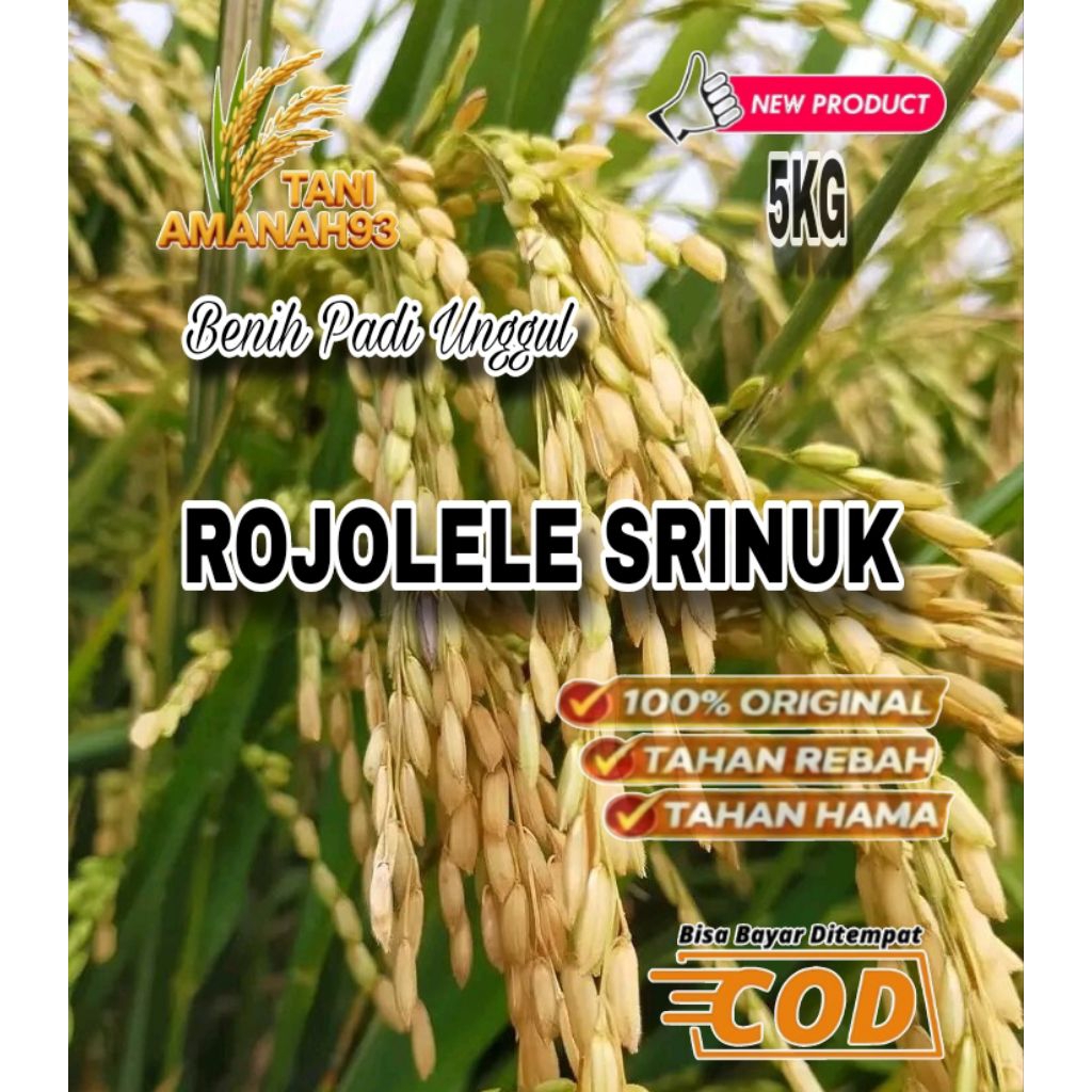 Benih Padi Berkualitas Unggul ROJOLELE SRINUK 100% Original 5KG
