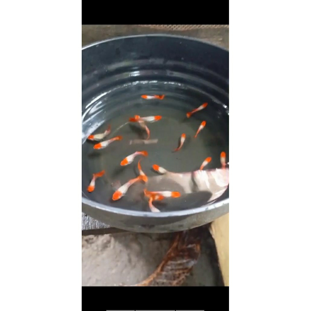 Hiasan aquarium guppy ss koi