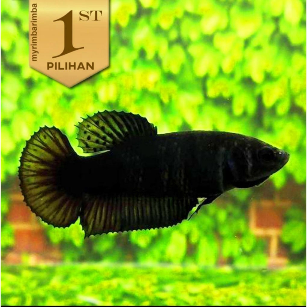 Cupang Halfmoon Full Black Betina Ikan Hias Air Tawar Hiasan Aquarium Tanaman Aquascape