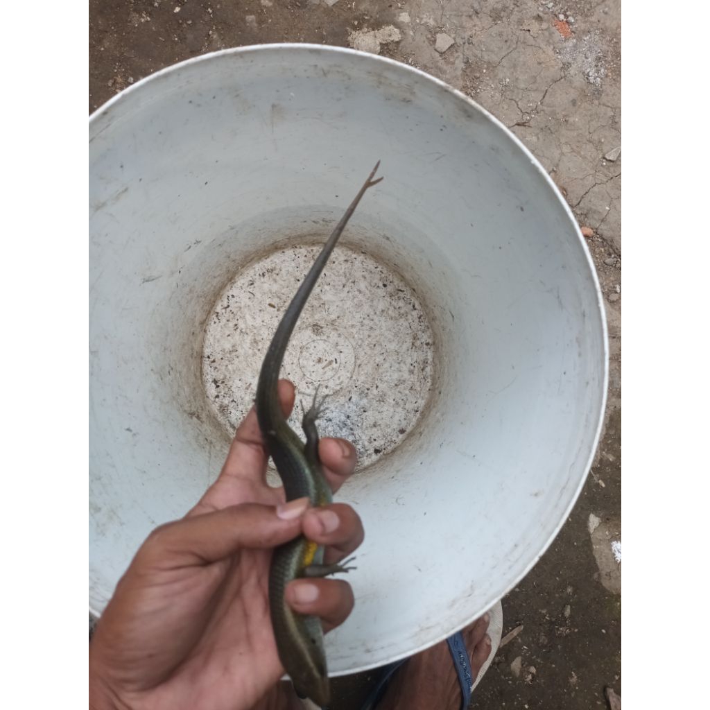 kadal ekor cabang