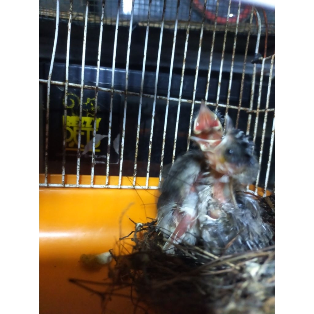 burung kutilang lolohan (anakan)
