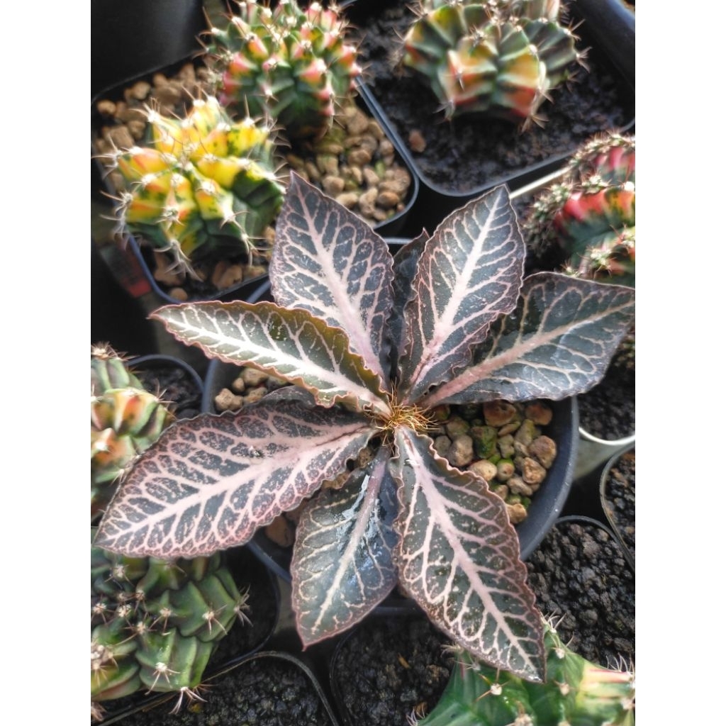 Euphorbia Francoisii Hybrid Seedling Cakep