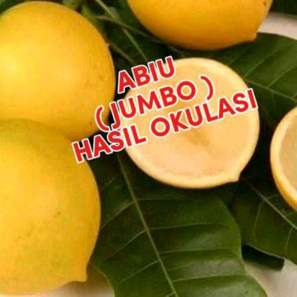 BIBIT SAWO ABIU HASIL (OKULASI) SIAP BERBUAH