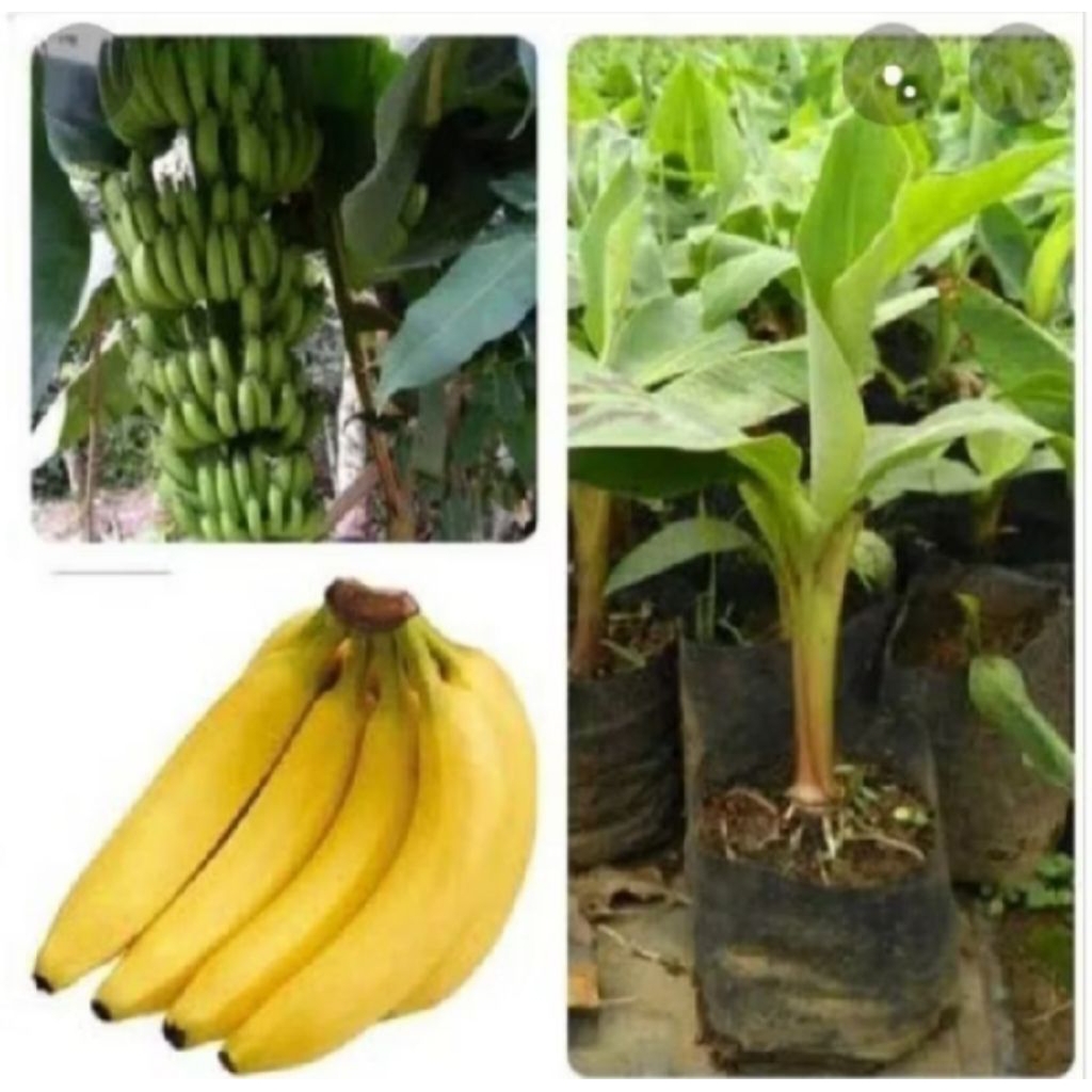 bibit pisang Sunpride super unggul bibit pisang