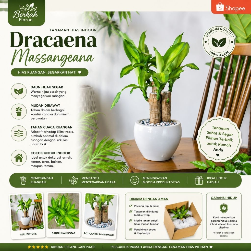 Tanaman Hias Bonsai Brazilian Wodd Hanjuang Sudah Berdaun Hijau Pohon Hias Bonsai Brazilian Wodd bat