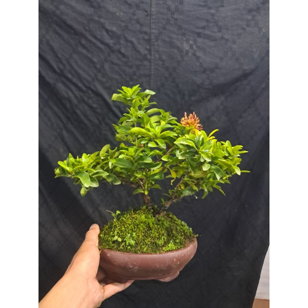 Bonsai Asoka Micro