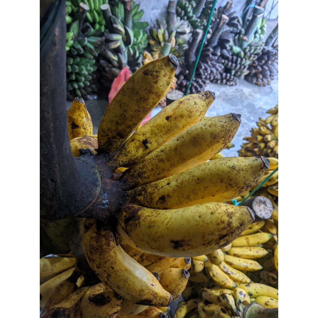 pisang raja sereh/pisang susu