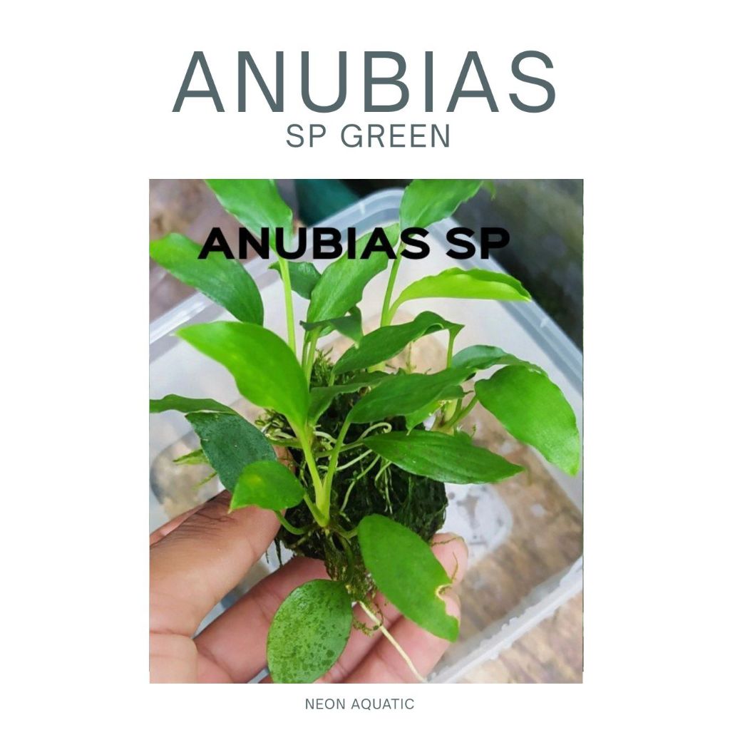 Anubias sp - Tanaman Aquascape - Tanaman Aquascape Low C02 - Neon Aquatic