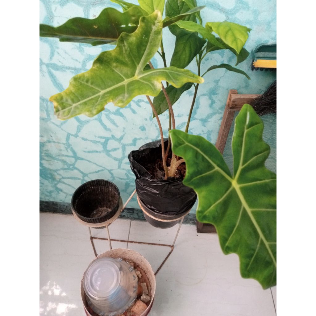 Tanaman hias keladi Amazon /caladium Amazon