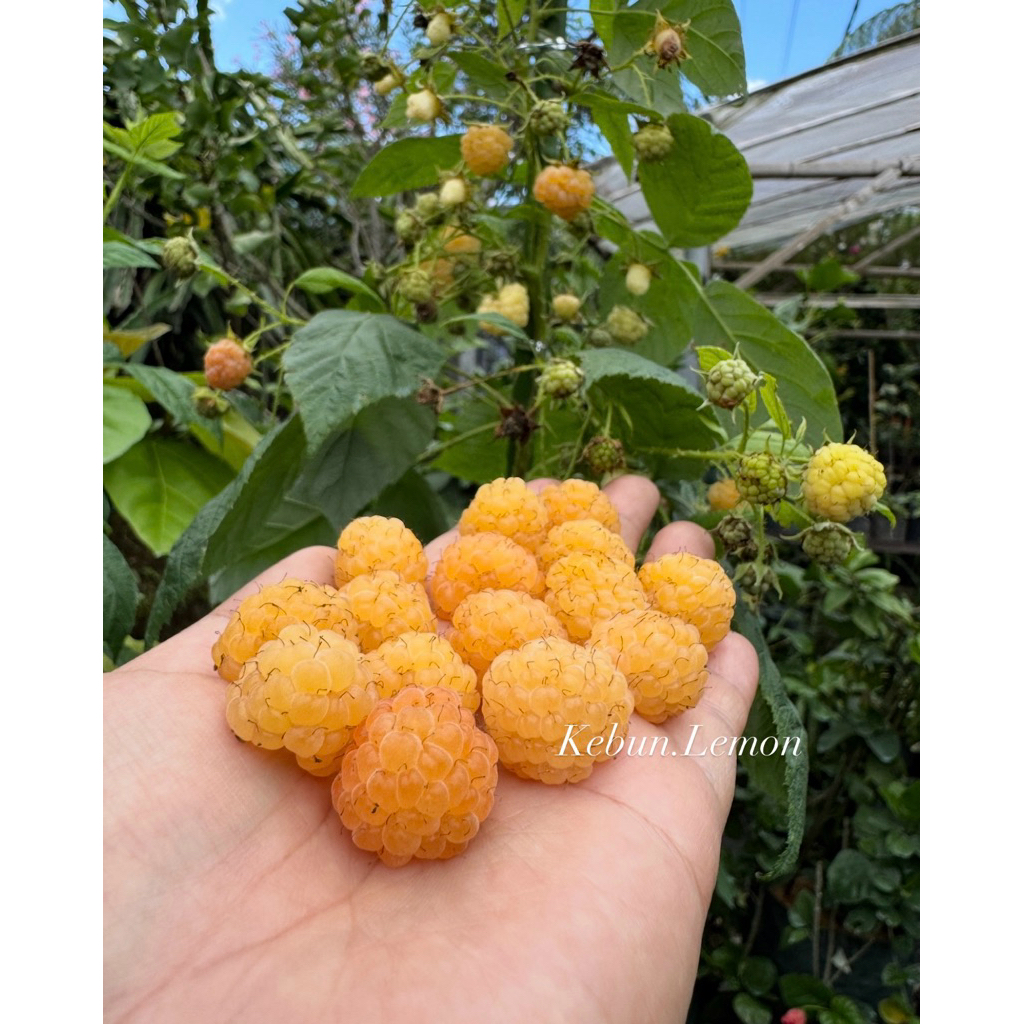 Raspberry Holland kuning berduri halus