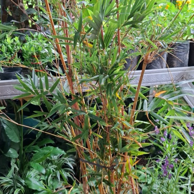 BAMBU KUNING / BAMBU PENGUSIR SETAN / BAMBU KUNING ASLI
