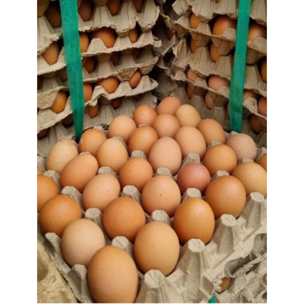 telur ayam 1kg BALUNG JEMBER
