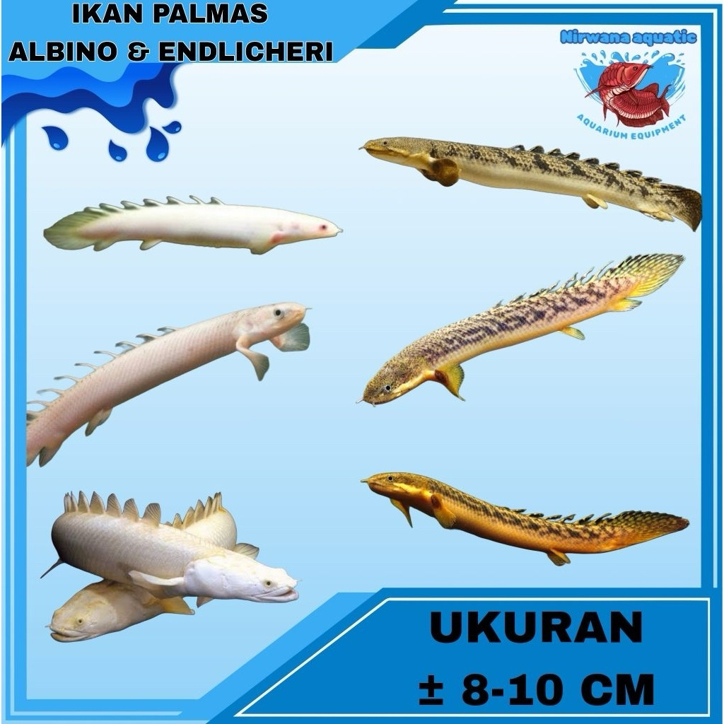(INSTAN) IKAN PREDATOR PALMAS ENDLICHERI - ALBINO - SENEGALUS. UKURAN S - M - L |  ±8-10 CM