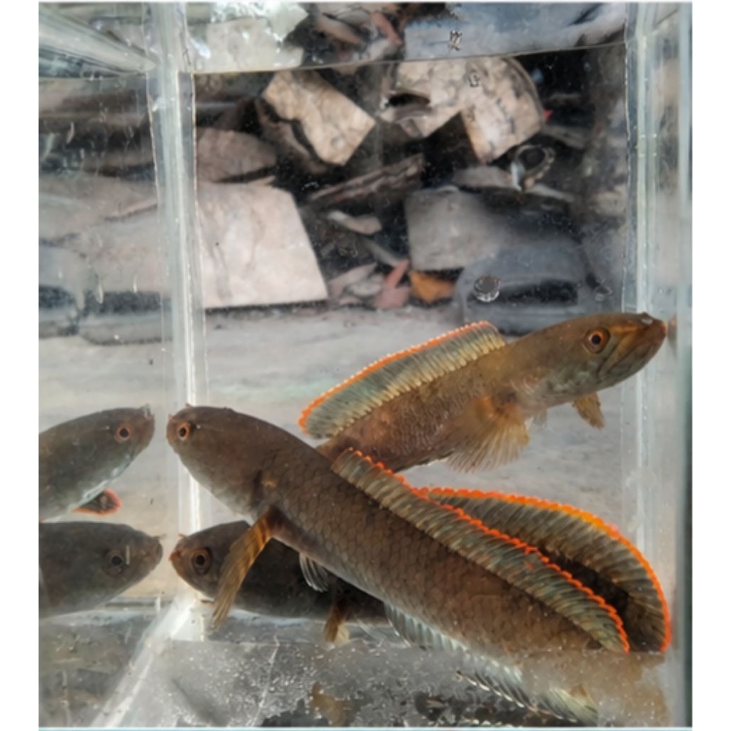 channa limbata