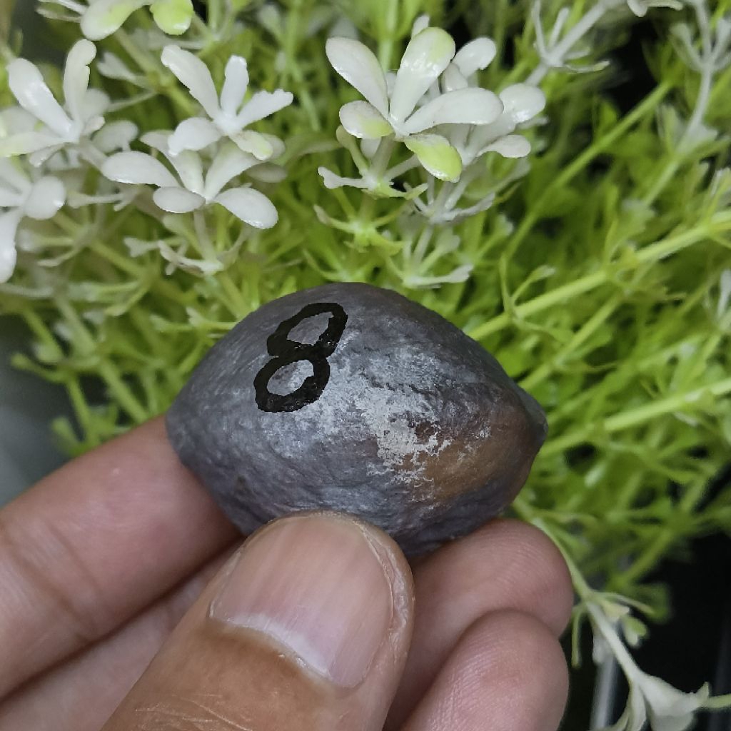 Muncang Adu Jabra CBR kode 8