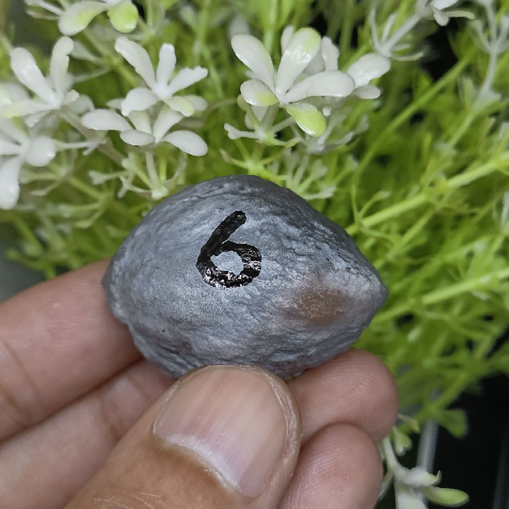 Muncang Adu Jabra CBR kode 6