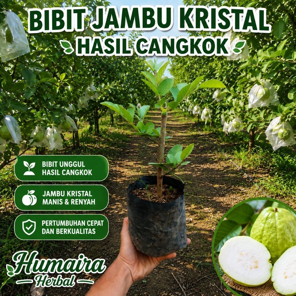 Bibit Jambu Kristal Pohon Jambu Kristal Cangkokan Sudah Berakar Jambu Kristal Putih Rujak Renyah