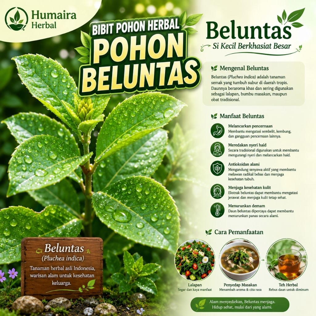 Tanaman BELUNTAS Bibit Pohon Beluntas Siap Tanam Pohon Herbal Pohon Lalapan Bluntas Obat Diare Dll