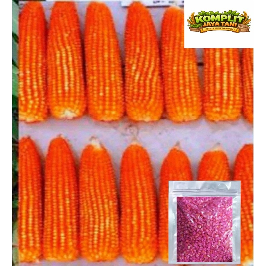 JAGUNG KRISTAL SUPER 1 Kg   BENIH JAGUNG KRISTAL SUPER SIAP TANAM