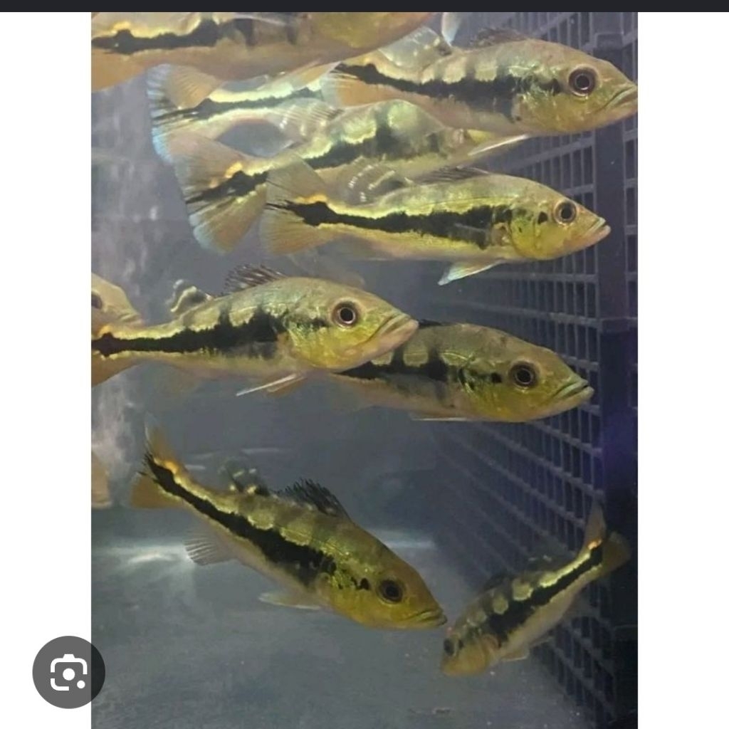 IKAN OREDATOR PBAS MONO