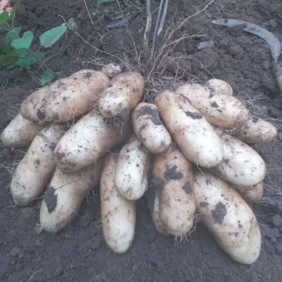 Ubi gembili ketan /ubi kamayung  fress kemasan 1kg -5kg