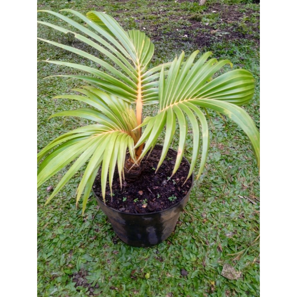 Bonsai kelapa sudah jadi