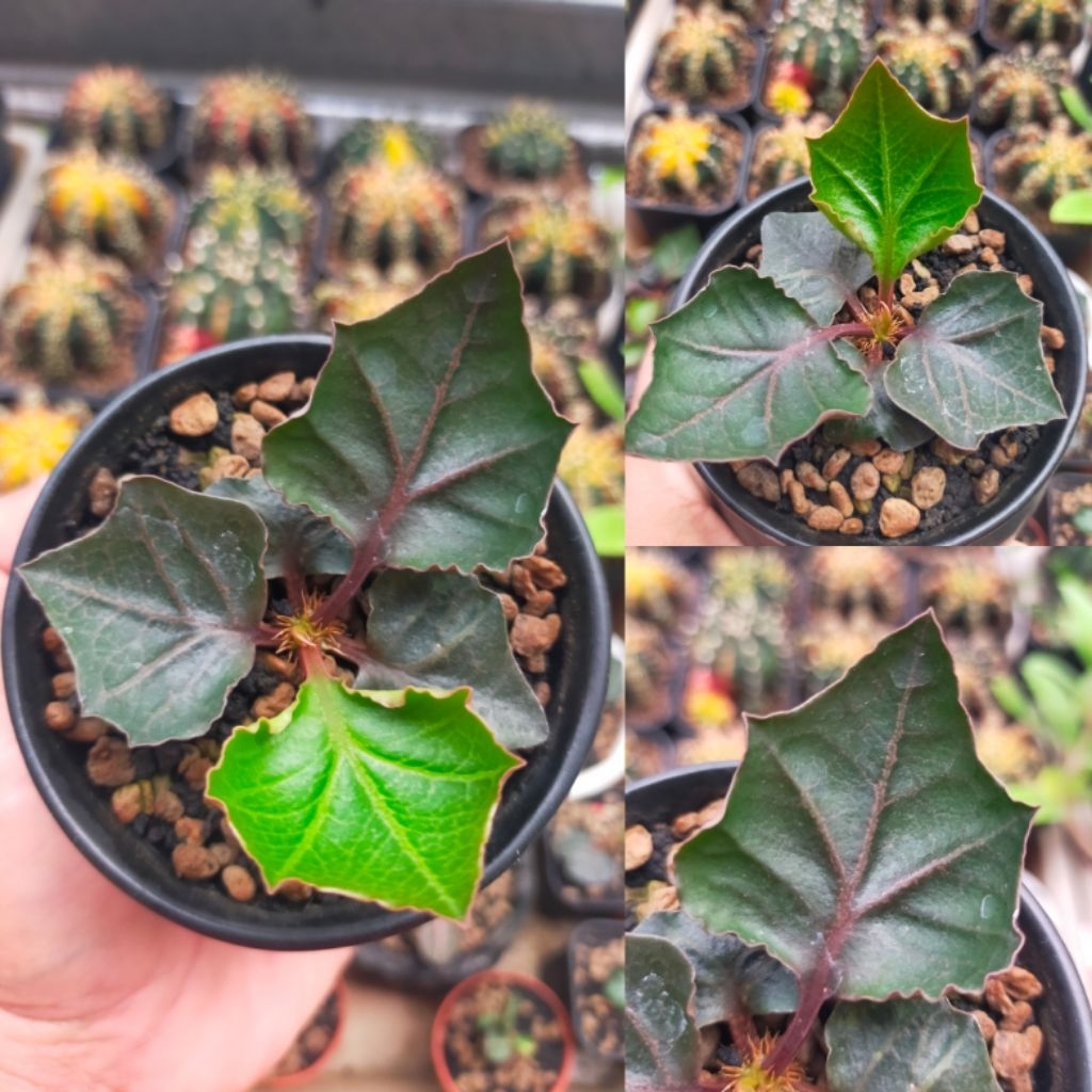 Euphorbia Francoisii Hybrid Maple Daun Lebar