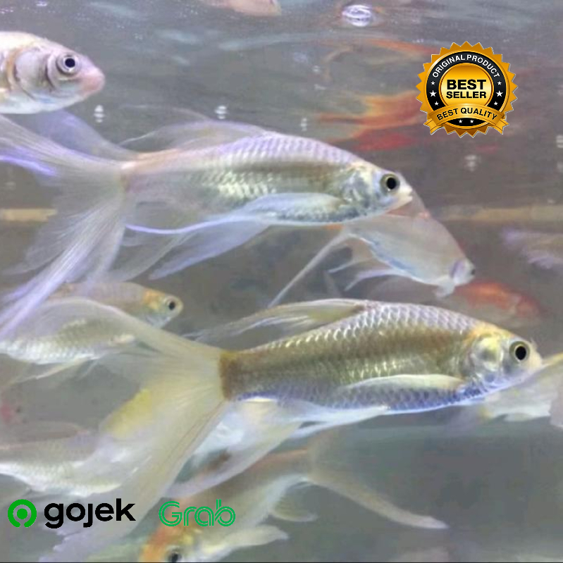 ikan kaviat slayer 7-8 cm up +_