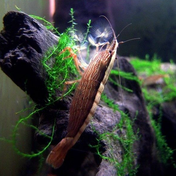 Ornamental Bamboo Shrimp
