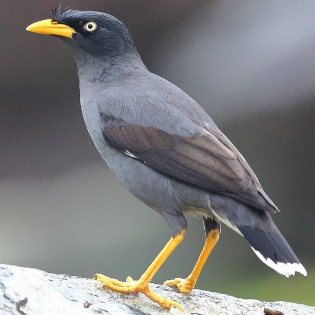 BURUNG JALAK KEBO