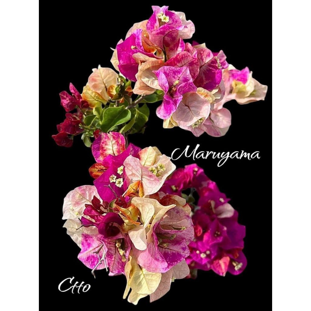 Bibit Bougenville Import/Bibit Murayama/Bibit Red Wajid/Bibit Wajid Alisha/Bibit Golden Rao/Bibit Go