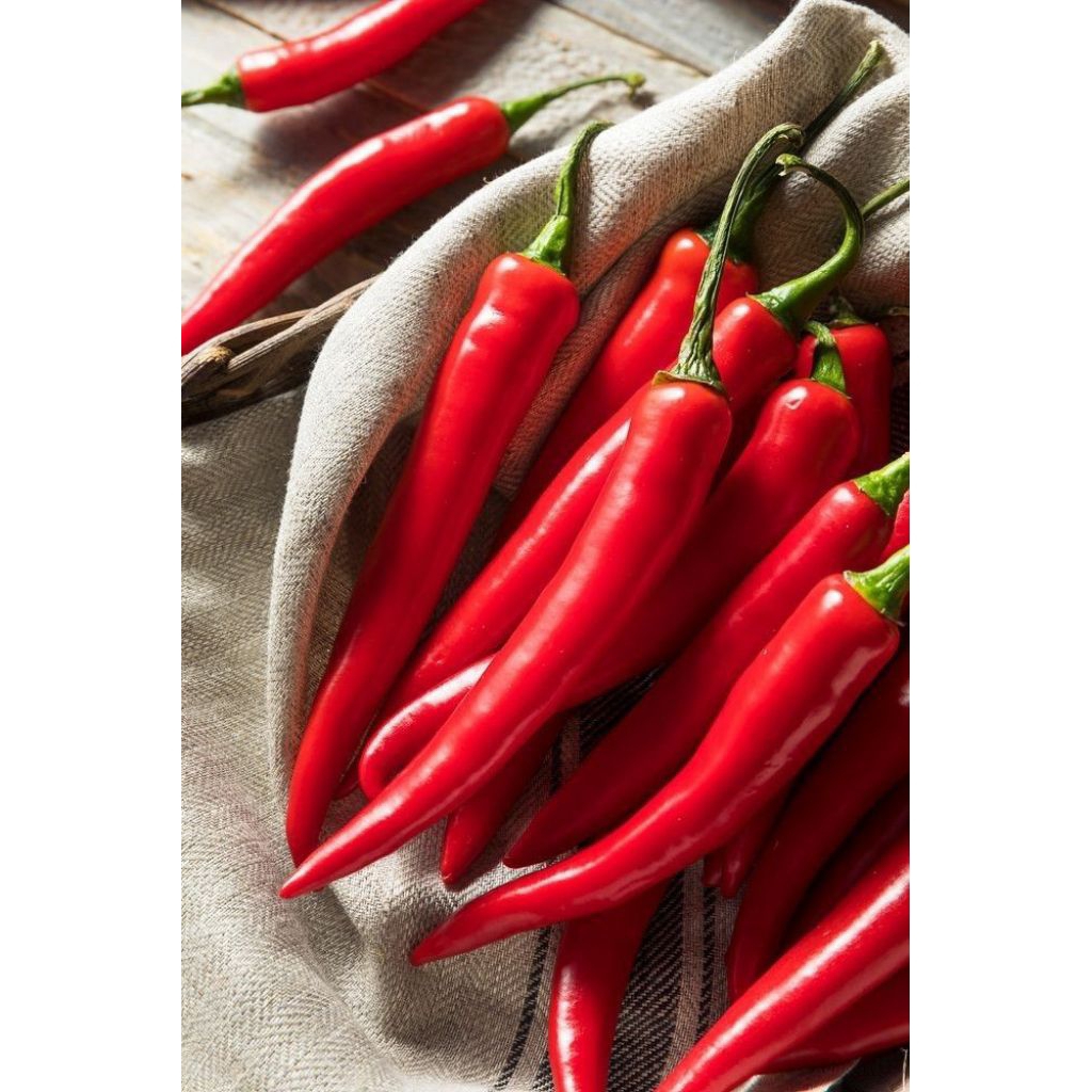 Bibit biji cabai merah besar