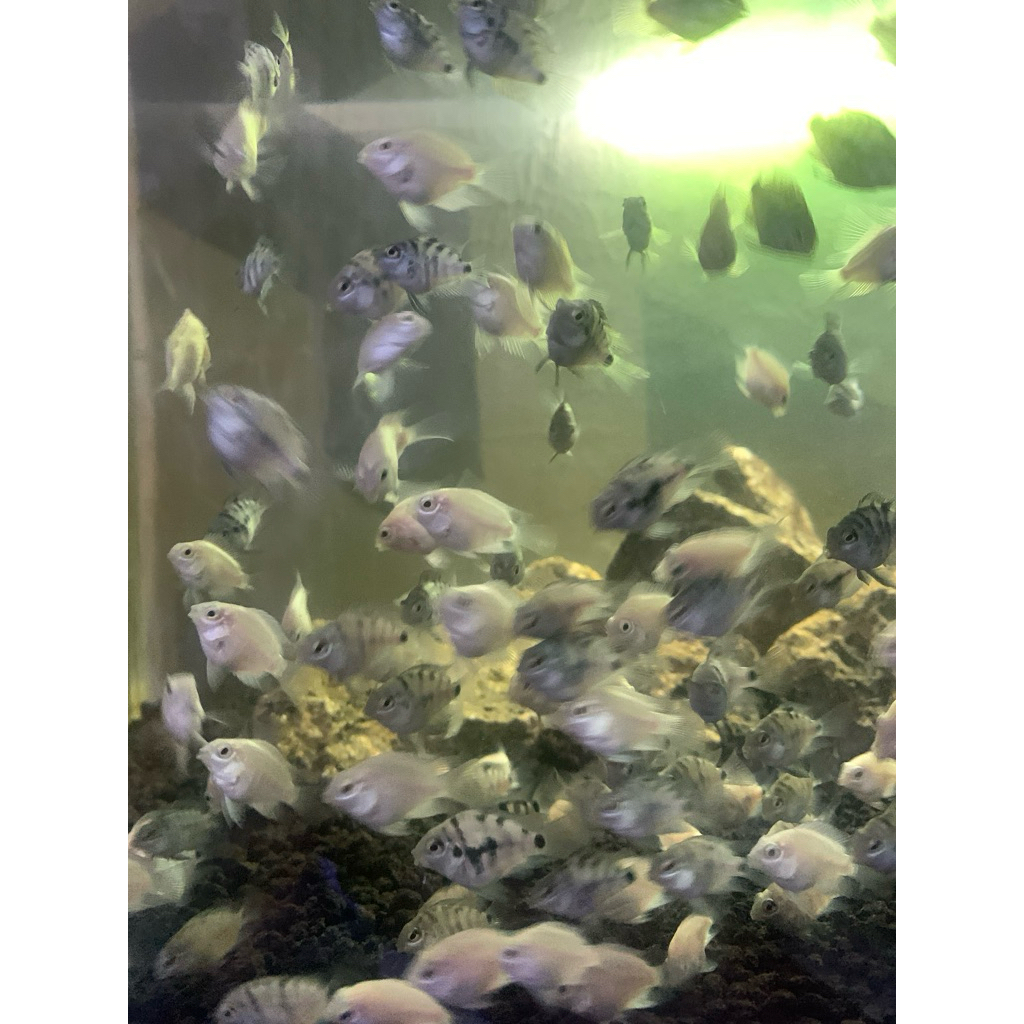 Hiasan Aquarium ikan Blue Polar Parrot - Ikan Hias Aquarium Cichlid Polar Biru Aktif