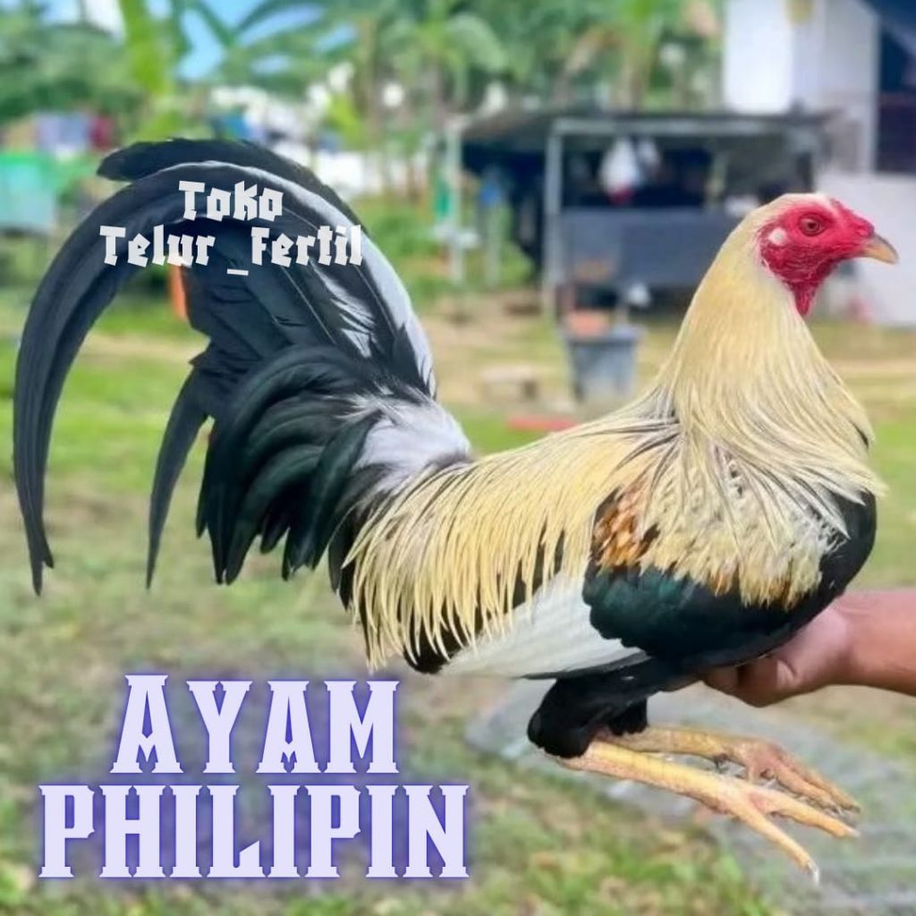 TELUR AYAM PHILIPIN ASLI PETARUNG SANG JUARA