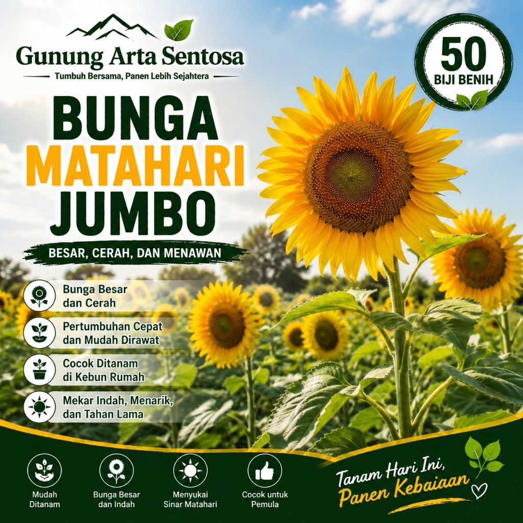 50 Biji Bibit Benih Bunga Matahari Jumbo 50 Biji | Sunflower Giant Seeds | Bibit Bunga Matahari Besa