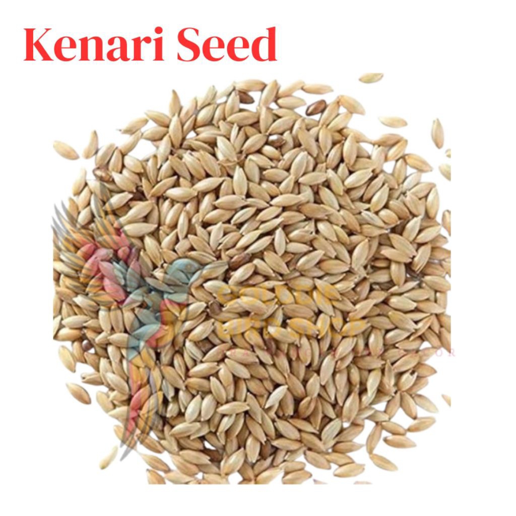 Kenari Seed Canary Seed Repack 250gr 500gr 1000gr Suara | Merdu | Kicau | Biji-Bijian | Kenari | Lov