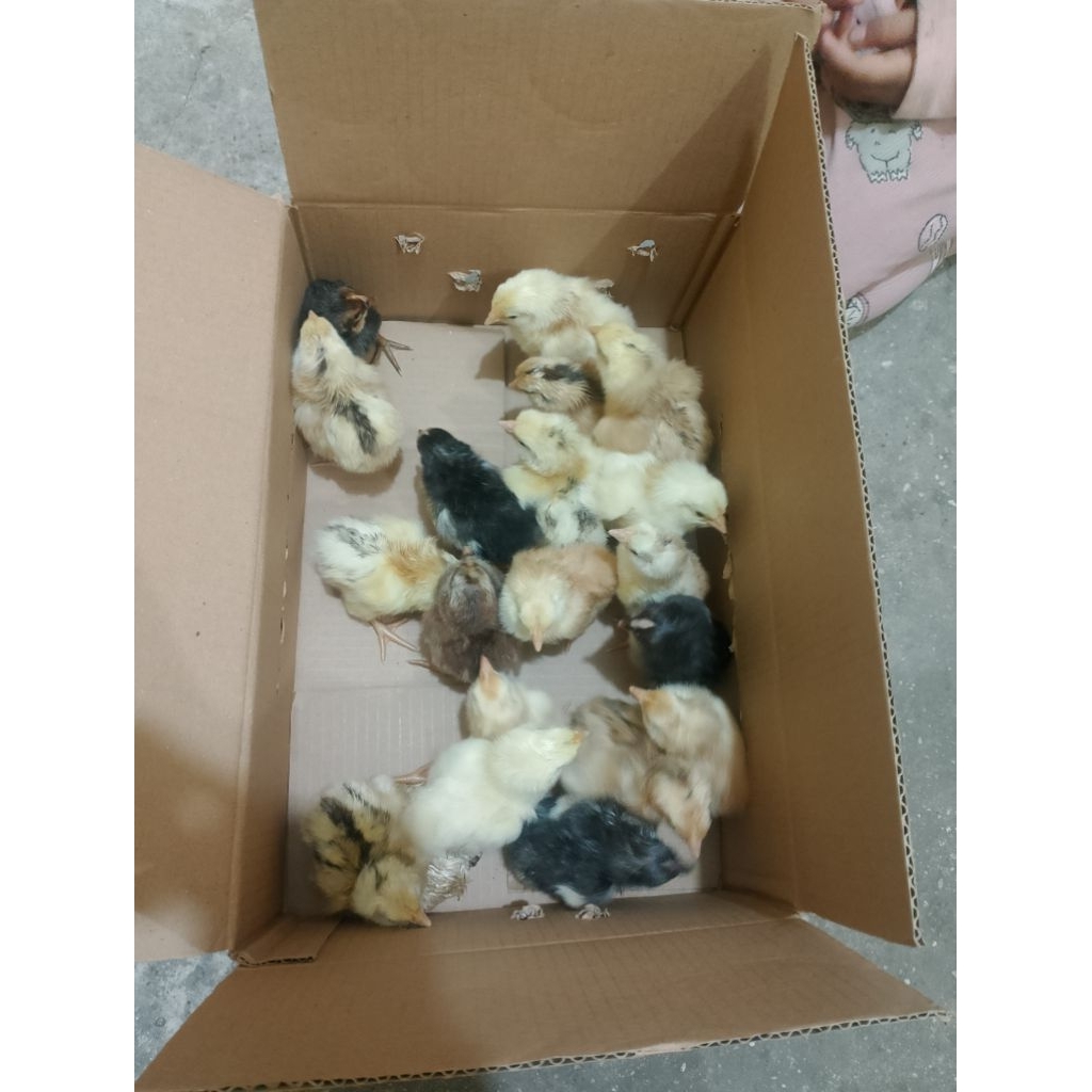 DOC AKY ( AYAM KAMPUNG YUDISTIRA)